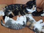 Домашние ласковые воспитанные котятки