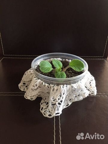 Фиалка розовая