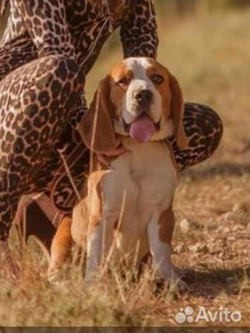 Бигль щенки