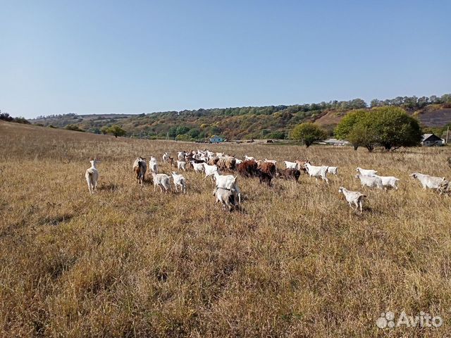 Мясо козлят