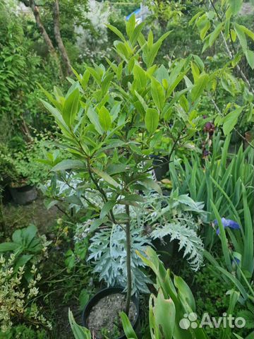 Лавр саженцы