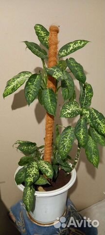 Диффенбахия