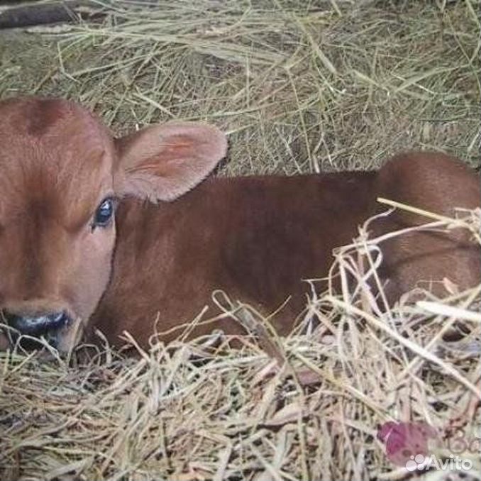 Во дворе новорожденная телочка майка продолжала осваиваться. Схема простого осложненного предложения с примерами. Во дворе новорожденная телочка майка продолжала осваиваться. Бычек. Русский язык 7 класс номер 198.