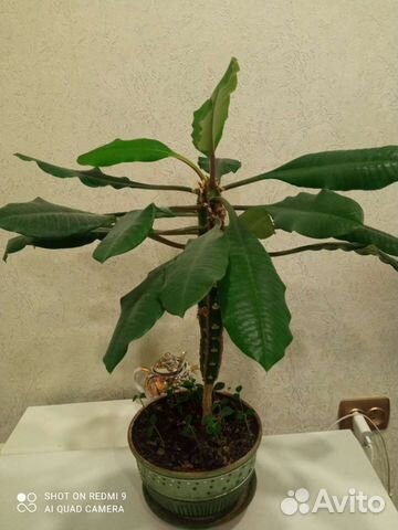 Комнатные растения (Молочай)