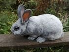 Кролики Большое Светлое Серебро объявление продам