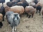 Продам овец объявление продам
