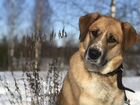 Передержка собак Переславль-Залесский объявление продам