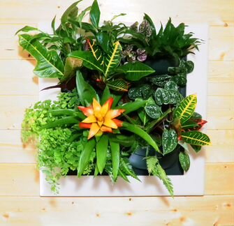 Вертикальное озеленение фитостена, фитокартина