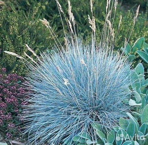 Овсяница луговая festuca. Овсяница среда обитания. Овсянка трава декоративная. Овсяница сизая (festuca glauca). Овсяница ледниковая синичка.