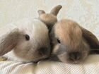 Декоративные вислоухие кролики объявление продам