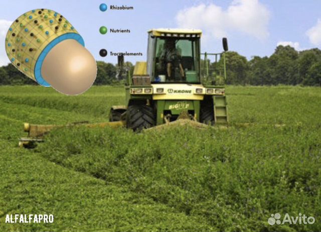 Профессиональные семена люцерны