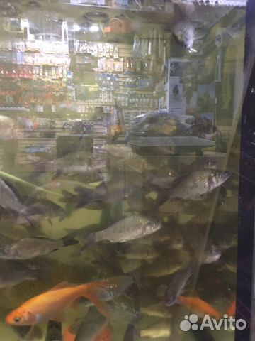 Живец для рыбалки