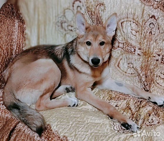 Лисёнок в добрые руки