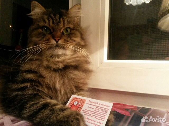 Ветеринар на дом: домашние и сельскохозяйственные