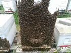 Пчеломатки из Германии