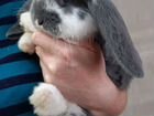 Кролики, вислоухие порода французский баран объявление продам