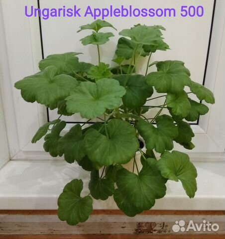 Пеларгония ungarisk appleblossom фото и описание