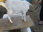 Зааненская коза 6месяцев не дойная объявление продам