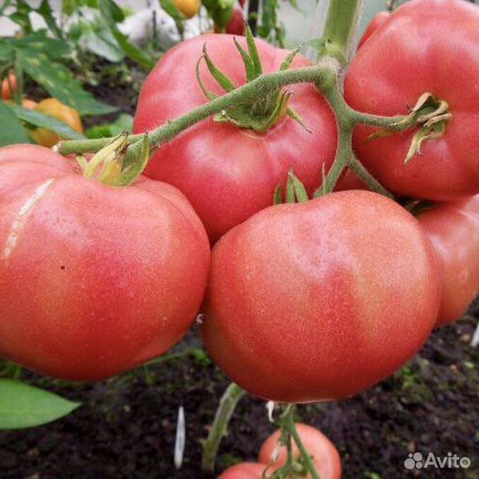 Микадо розовый фото