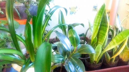 Комнатные цветы / растения