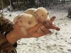 Западно сибирская лайка щенки объявление продам