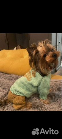 Комбинезон. Одежда для собачки