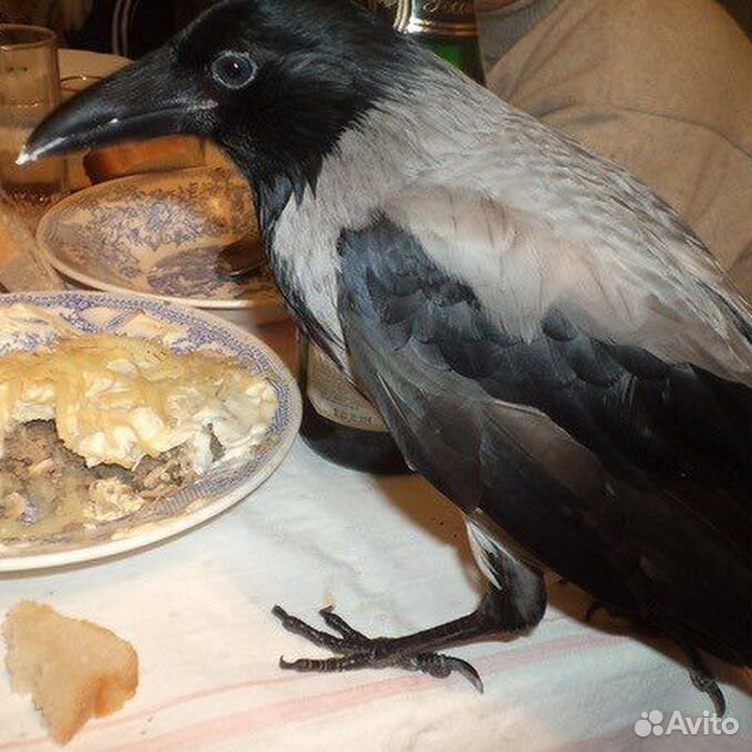 Ворон на домашнем турецкий. Ворона дома. Домашняя серая ворона. Дом вороны. Ворона в доме домашняя.