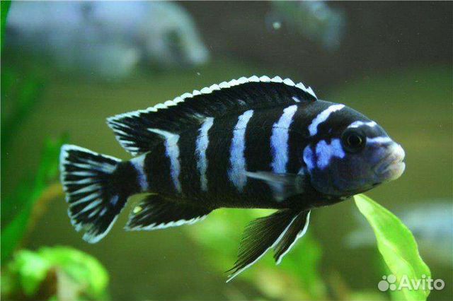 Псевдотрофеус демасони