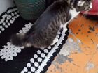 Японский бобтейл кошка вязка объявление продам