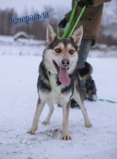 Много собачек(приют)