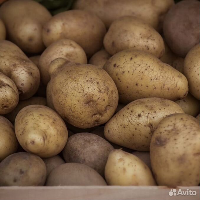 Куплю картофель приморский. Картофель новый урожай. Картошка Приморский. Картофил. Картошка новый урожай.