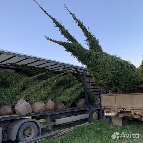 Ель обыкновенная