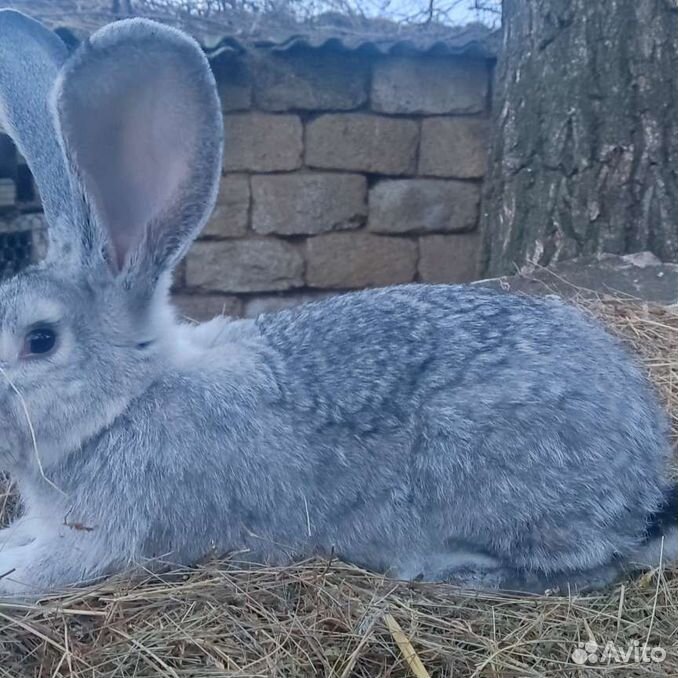 Авито элиста животных. Авито элиста животные щенка чихуахуа. Фархор чоргул. Заеска коня калмыцкого жеребца. Авито элиста животных.