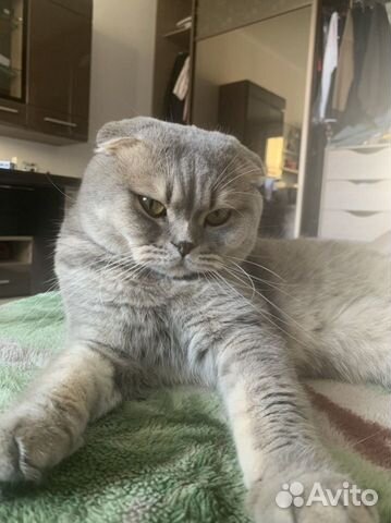 Вязка с титулованным шотландским котом