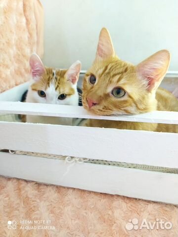 Машенька и Семушка, два неразлучника в одну семью