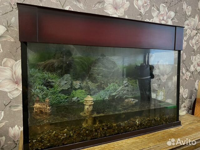 аквариум на авито в оренбурге