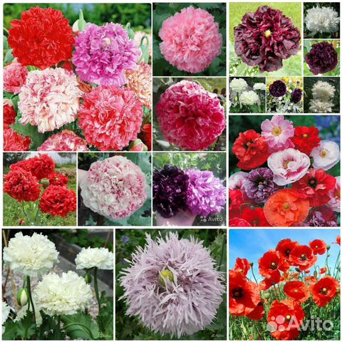 Семена пионовидных и махровых маков