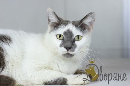 Красивейшая кошечка Мелания