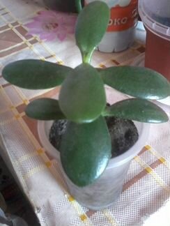 Толстянка, денежное дерево