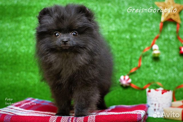 Шпиц черная девочка