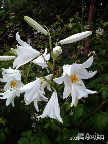 Лилия белая