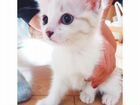 Жемчужный сибирский котенок ищет дом