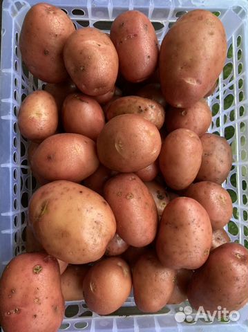 Картофель семенной Сынок Ьарс Тимо Престиж