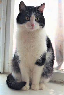 Видео+ Тоша. Кастрат