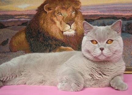 Гостиница для животных