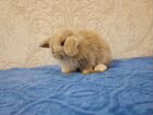 Мини карликовые кролики доставляем по РФ объявление продам
