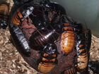Мадагарскарские кормовые тараканы объявление продам
