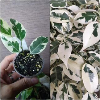 Сортовые фикусы часть 1