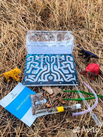 Муравьиная ферма формикарий