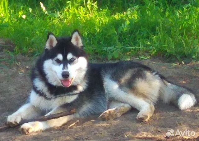 Кобель Хаски для вязки